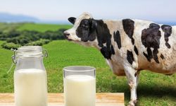 Çiğ Süt Destekleme Ödemeleri Hesaplara Aktarılıyor