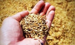 Yüzde 75 Hibeyle Tohumluk Buğday Dağıtıldı