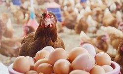 Yumurta Üretimi %1,8 Arttı