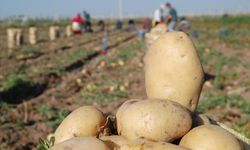 “PATATES ÜRETİCİSİNİ KADERİNE TERK ETMEYİN”