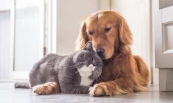 Sahipli Kedi ve Köpek İçin Kimliklendirme Yapılacak