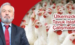 ÜLKEMİZDE TAVUK ISLAH ÇALIŞMALARI