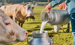 Çiğ Süt Desteği Ödemelerine İlişkin Esaslar Resmi Gazete’de Yayımlandı