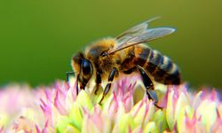 Dünyamızda Arı Nesli Tükeniyor! Arı Neslinin Sonu Tarımı Nasıl Etkiler?