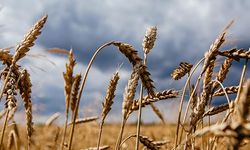 Türkiye’nin Buğday İthalatı Düşüyor mu?