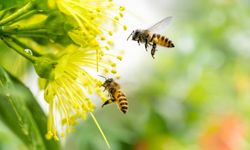 Genetiği Değiştirilmiş Arı Üretildi!