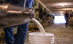 Üreticiye 1 Milyar Çiğ Süt Desteği Ödenecek!