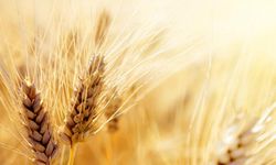 Tahıl Krizi İtalya’yı Vurdu: Türkiye’ye Buğday İçin Başvurdu!
