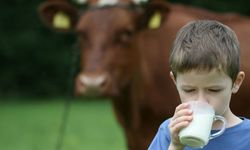 TÜİK Açıkladı: İçme Sütü Üretimi Azaldı!