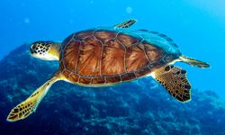Deniz Kaplumbağalarına Bakanlık Koruması!