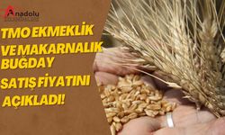 TMO Ekmeklik ve Makarnalık Buğday Satış Fiyatını Açıkladı!