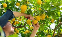 Üreticiler Zararına Sattıkları Limona Çözüm Bekliyor