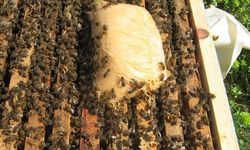 Arı Üreticilerine Arı Keki Desteği İçin Müracaatlar Başladı!