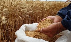 Çiftçiye Makarnalık Buğday Tohumu Dağıtıldı!