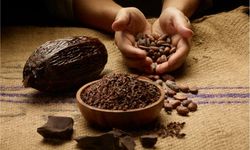 Çikolata Keyfi Pahalıya Patlayabilir! Kuraklık Kakao Fiyatlarını Vuruyor!