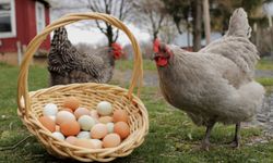 TÜİK Açıkladı: Tavuk Yumurtası Üretimi ve Tavuk Eti Üretim Miktarı Belli Oldu!