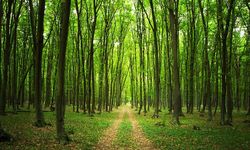 Nihat Çelik: 7,5 Milyon Orman Köylüsü Ormanların Teminatıdır