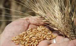 TMO Buğday Alımına Başlıyor: İşte Detaylar!