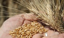 TMO Buğday Alımına Başlıyor: İşte Detaylar!