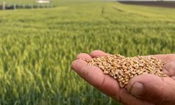 TZOB’dan Buğday Fiyatına Tepki!