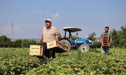 Tarım ÜFE Verileri Açıklandı: Aylık Azalış, Yıllık Büyük Artış!