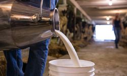 Çiğ Süt Üretim Maliyeti Düştü: İşte Ayrıntılar!