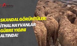 Skandal Görüntüler: İthal Hayvanlar Gübre Yığını Altında!