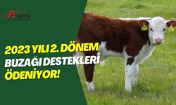 2023 Yılı 2. Dönem Buzağı Destekleri Ödeniyor!