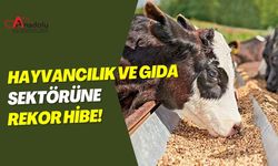 Hayvancılık ve Gıda Sektörüne Rekor Hibe!