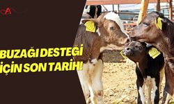 Buzağı Desteği İçin Son Tarih!