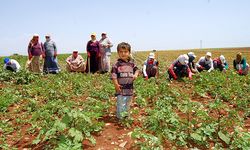 Verimli Topraklar Zor Koşullar: Türkiye Tarımına Bakış!