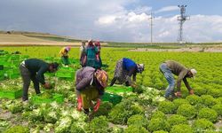 Tarım ÜFE Açıklandı: Hangi Kalemlerde Artış Görüldü?