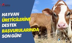 Hayvan Üreticilerine Destek Başvurularında Son Gün!