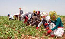 2025 Yılı Yatırım Programında Mevsimlik Tarım İşçilerine Önemli Destek!