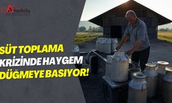 Süt Toplama Krizinde HAYGEM Düğmeye Basıyor!