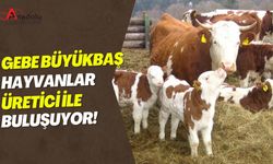 Gebe Büyükbaş Hayvanlar Üretici İle Buluşuyor!