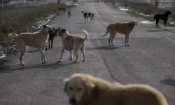 Sokak Köpekleri Dehşeti: 37 Küçükbaş Telef Oldu!