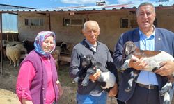 Süt Ucuz, Yem Pahalı: Elde Hayvan Kalmadı!