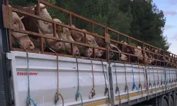 Bakan Yumaklı'dan Kurbanlıkla İlgili Çarpıcı Açıklamalar!