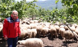 Büyük Şehir Belediyesi'nden Hayvancılığa Yeni Vizyon!