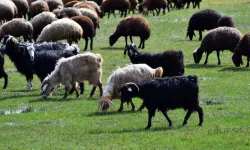 Kurbanlıkta Sertifika Zorunluluğu Mu Geliyor?