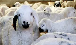Doğu Bölgeleri'nde Hayvancılıkta Yeni Sayfa mı Açılıyor?