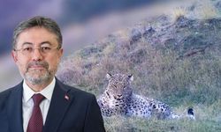 Anadolu Parsı Yine Fotokapana Yakalandı!