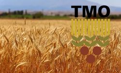 TMO, Buğday ve Arpa Alımlarına 12 Mayıs’ta Başlıyor!