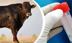 TİGEM’den 9 Bin Dozluk Genetik İhracat