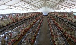 Suriye, Tarım ve Tavukçulukta İthalata Neden Kapıyı Kapattı?