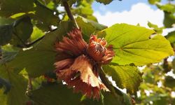 TMO, Fındık Alım Fiyatlarını Açıkladı!