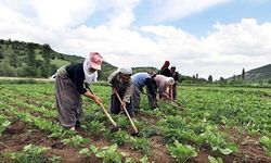Tarladan Tezgaha Ulaşan Yolun Sessiz Kaybedeni Üretici!