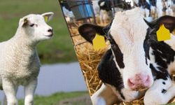 2025’te Tarımsal Örgütlerde Kimler Zirvede?