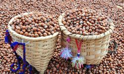 Fındıkta Ferrero Krizi!